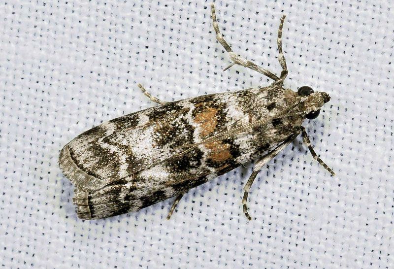 Pyralidae - Dioryctria abietella